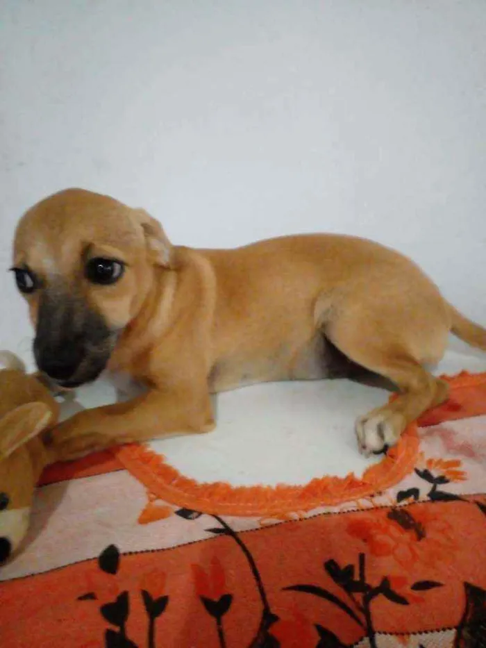 Cachorro ra a Srd idade 7 a 11 meses nome Dandara