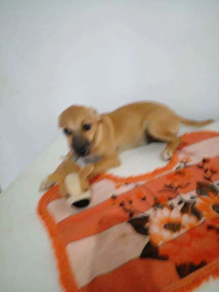 Cachorro ra a Srd idade 7 a 11 meses nome Dandara