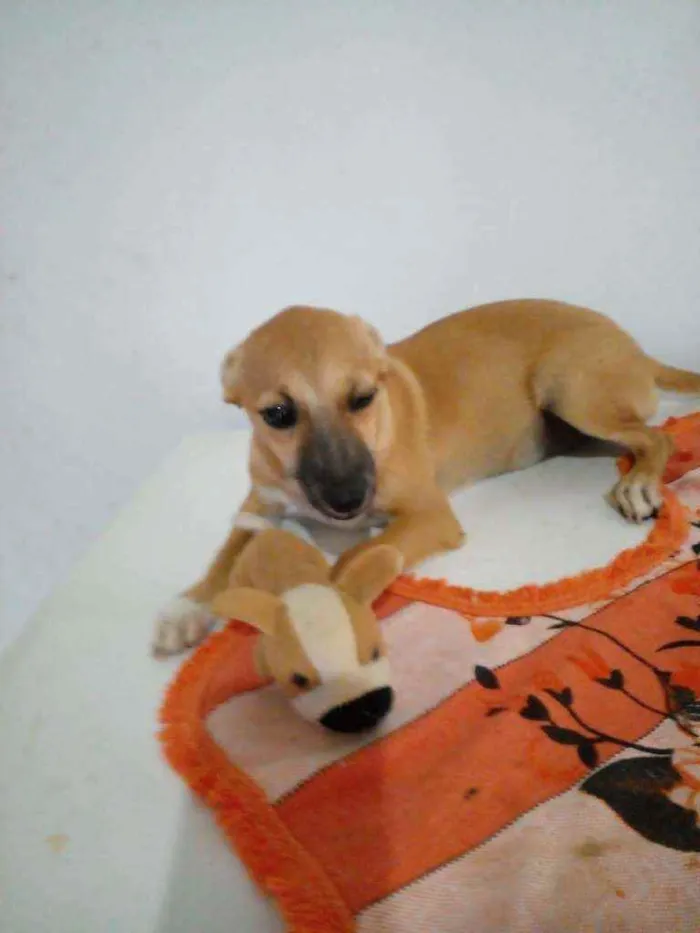 Cachorro ra a Srd idade 7 a 11 meses nome Dandara
