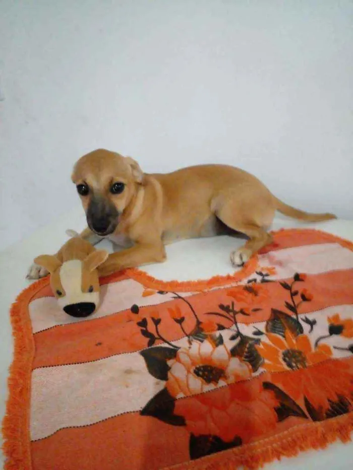 Cachorro ra a Srd idade 7 a 11 meses nome Dandara