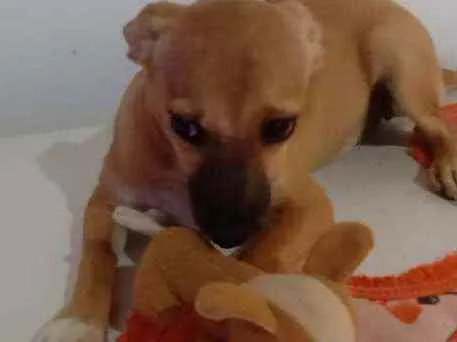 Cachorro ra a Srd idade 7 a 11 meses nome Dandara