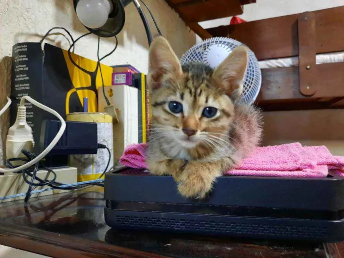 Gato raça S/D  idade 2 a 6 meses nome Mel
