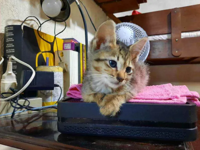 Gato raça S/D  idade 2 a 6 meses nome Mel