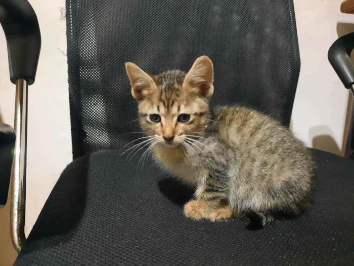 Gato raça S/D  idade 2 a 6 meses nome Mel