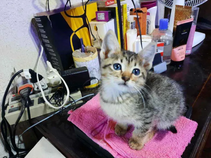 Gato raça S/D  idade 2 a 6 meses nome Mel