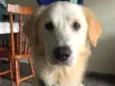 Simba