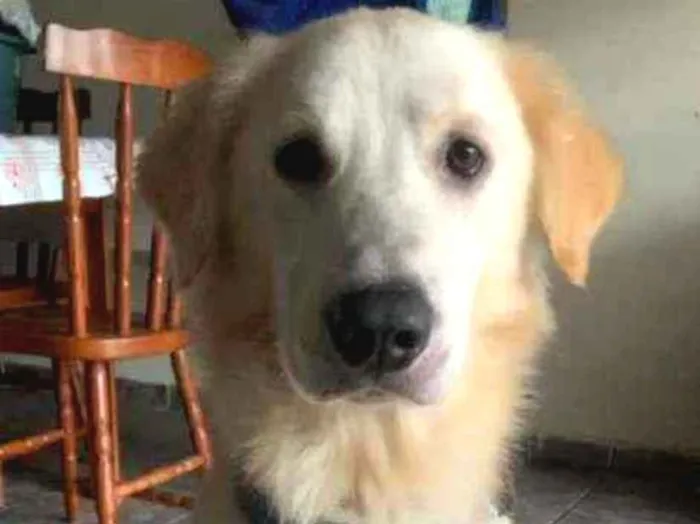 Cachorro ra a Golden idade 1 ano nome Simba