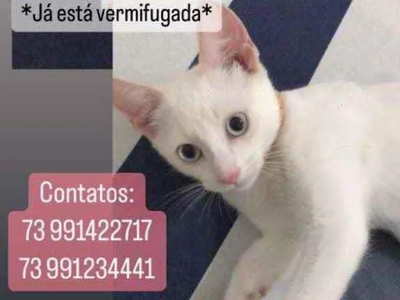 Gato ra a  idade 2 a 6 meses nome Aurora