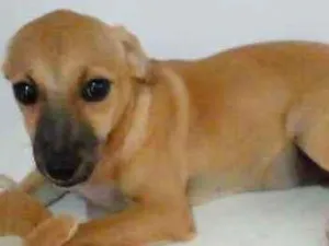 Cachorro raça Srd idade 7 a 11 meses nome Dandara