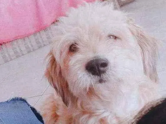 Cachorro ra a Poodle  idade 2 anos nome Bento 