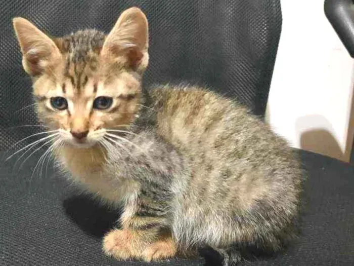 Gato raça S/D  idade 2 a 6 meses nome Mel