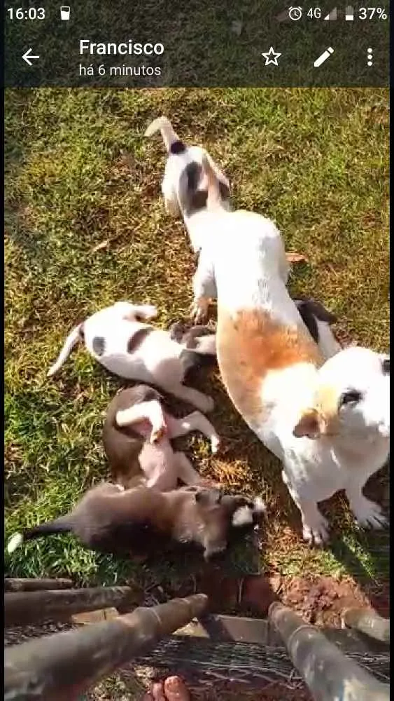 Cachorro ra a Sem raça  idade Abaixo de 2 meses nome Filhotes 