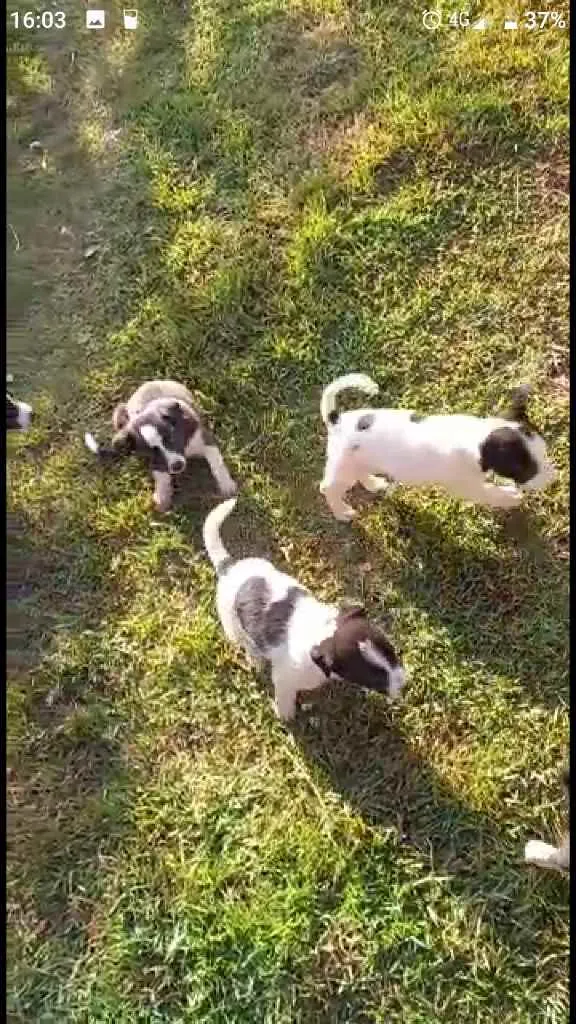 Cachorro ra a Sem raça  idade Abaixo de 2 meses nome Filhotes 