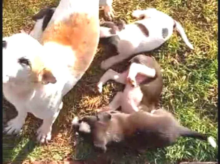 Cachorro ra a Sem raça  idade Abaixo de 2 meses nome Filhotes 