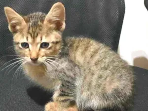 Gato raça S/D  idade 2 a 6 meses nome Mel