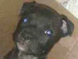 Cachorro raça Mestiço com pitbull  idade Abaixo de 2 meses nome Pandora