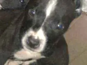 Cachorro raça Mestiço com pitbull  idade Abaixo de 2 meses nome Niks