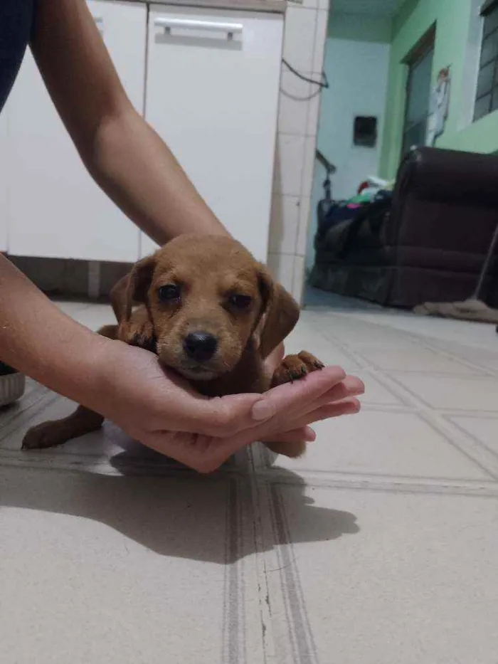 Cachorro ra a SRD idade 2 a 6 meses nome Cadelinhas