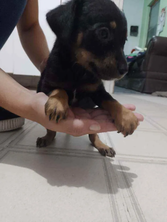 Cachorro ra a SRD idade 2 a 6 meses nome Cadelinhas