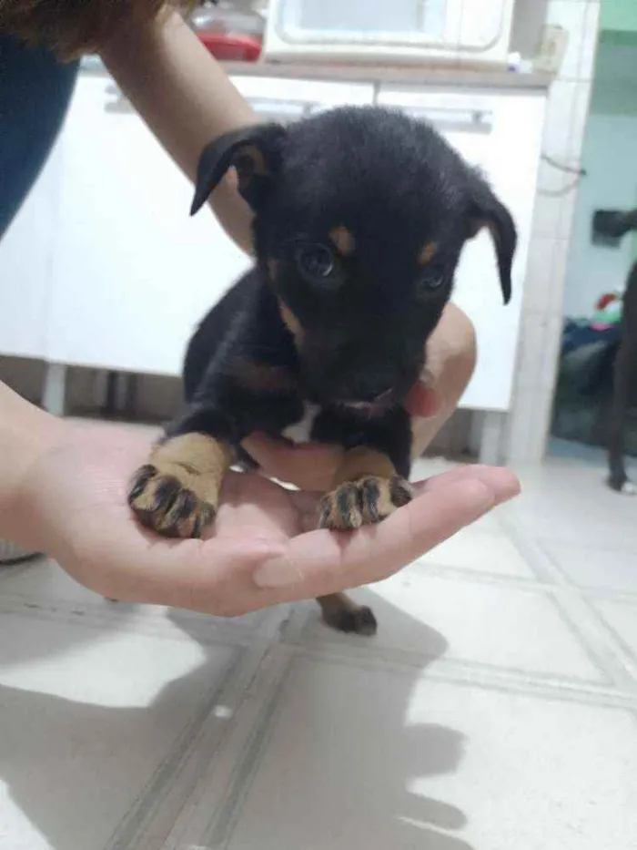 Cachorro ra a SRD idade 2 a 6 meses nome Cadelinhas