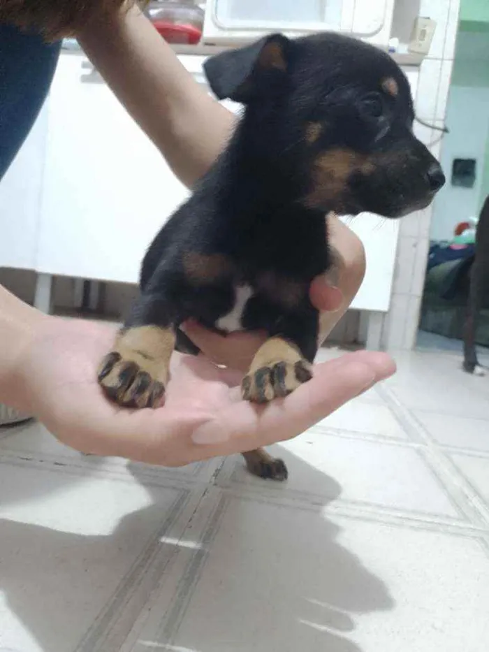 Cachorro ra a SRD idade 2 a 6 meses nome Cadelinhas