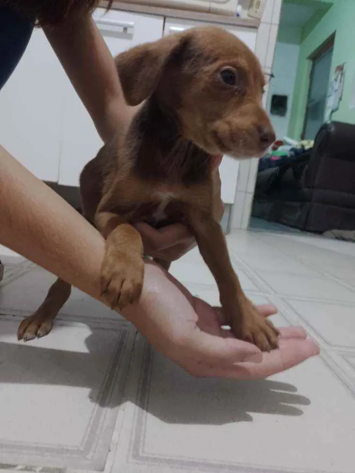 Cachorro ra a SRD idade 2 a 6 meses nome Cadelinhas