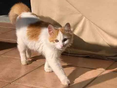 Gato raça Mestiço RAGDOLL idade 7 a 11 meses nome Sem nome