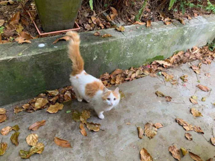 Gato raça Mestiço RAGDOLL idade 7 a 11 meses nome Sem nome