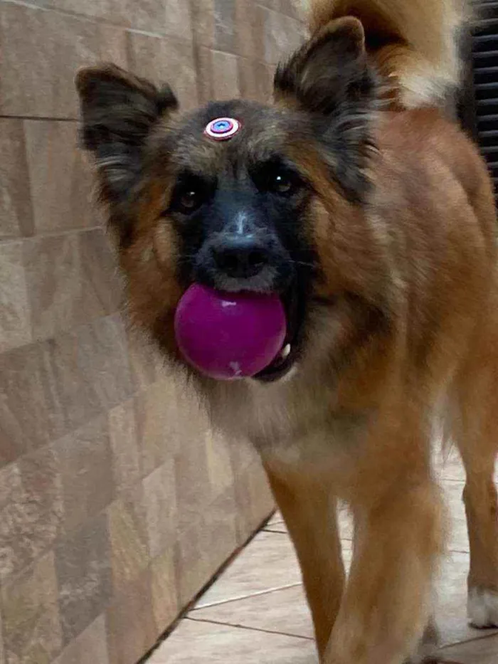 Cachorro raça mixde pastor idade 1 ano nome Pastor