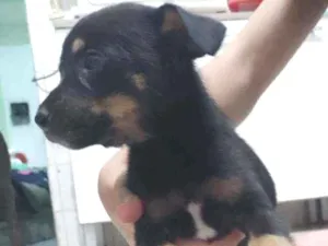 Cachorro raça SRD idade 2 a 6 meses nome Cadelinhas