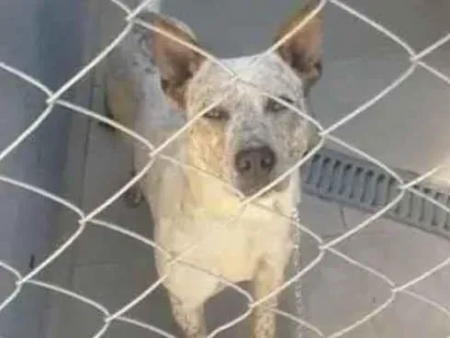 Cachorro raça Mestiço pitbull idade 3 anos nome Chimbika