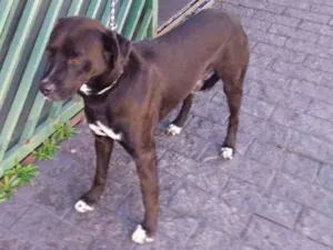 Cachorro raça mix idade 1 ano nome Chocolate