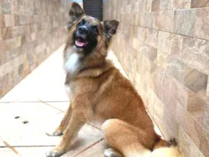 Cachorro raça mixde pastor idade 1 ano nome Pastor
