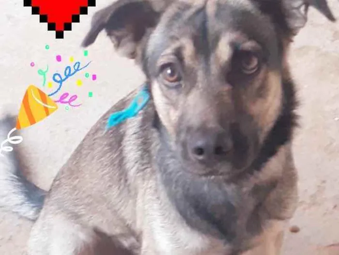 Cachorro raça Vira lata idade 2 anos nome Thedy Marley