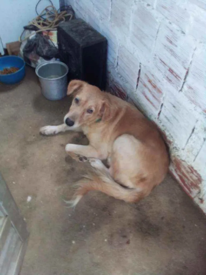 Cachorro ra a Labrador idade 3 anos nome Laila