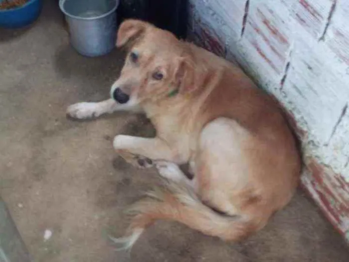 Cachorro ra a Labrador idade 3 anos nome Laila