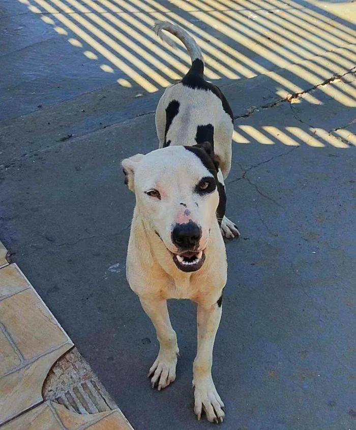 Cachorro ra a Pitbull idade 1 ano nome Princesa