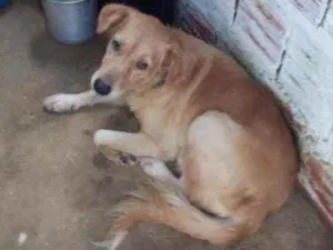 Cachorro raça Labrador idade 3 anos nome Laila