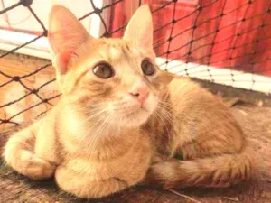Gato raça SRD idade 2 a 6 meses nome ....  