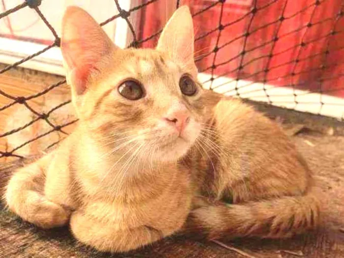 Gato ra a SRD idade 2 a 6 meses nome ....  