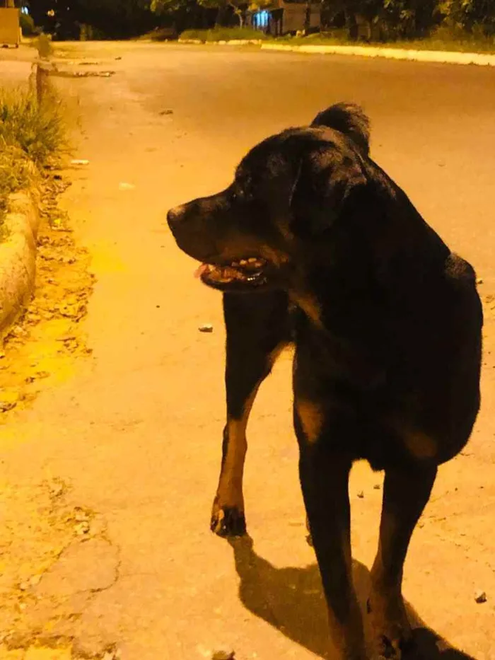Cachorro ra a Rottweiler  idade 1 ano nome Zeus
