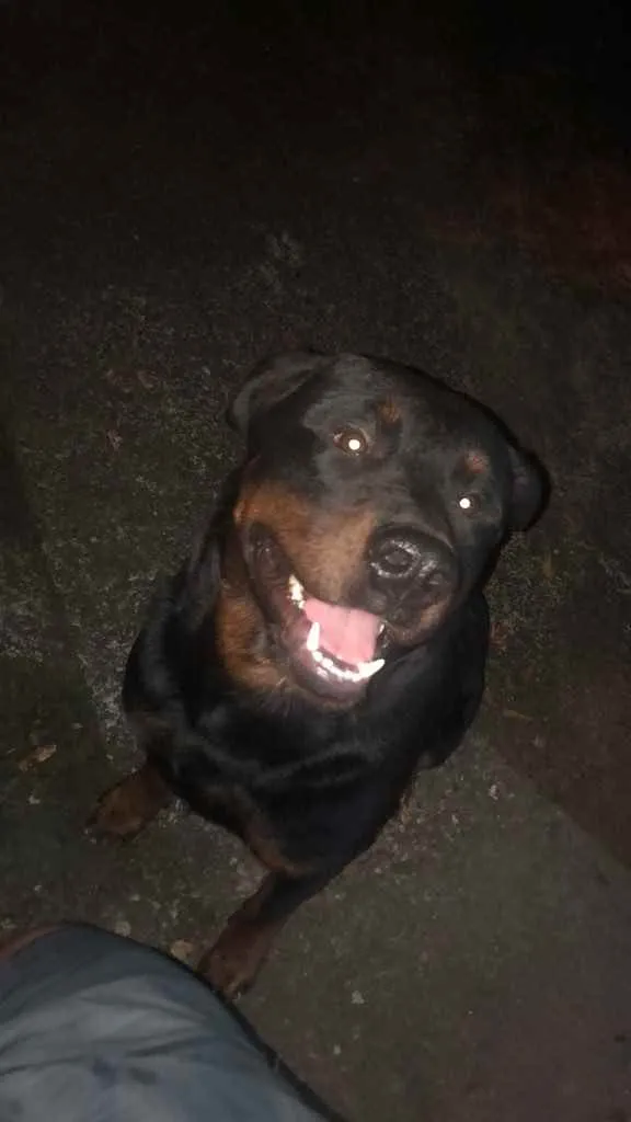 Cachorro ra a Rottweiler  idade 1 ano nome Zeus