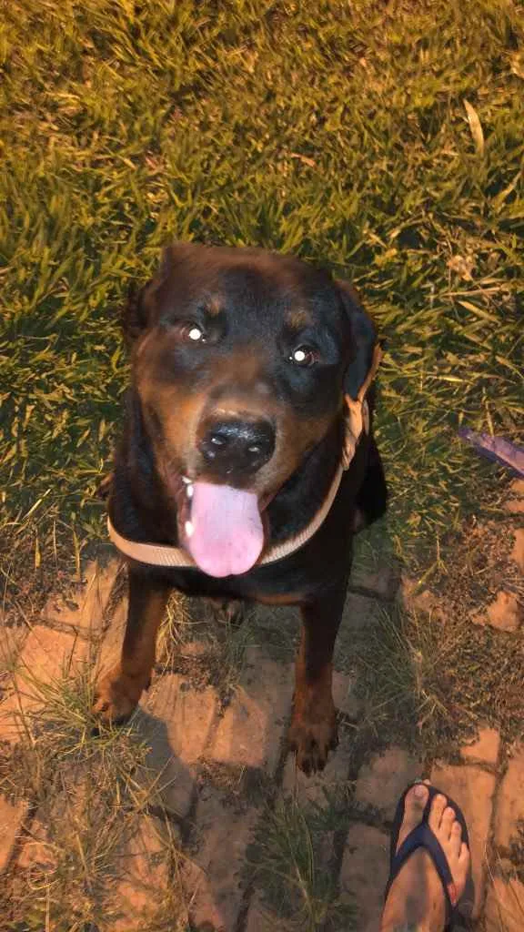 Cachorro ra a Rottweiler  idade 1 ano nome Zeus