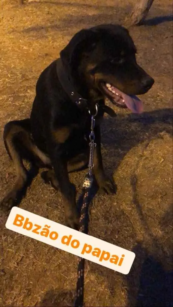 Cachorro ra a Rottweiler  idade 1 ano nome Zeus