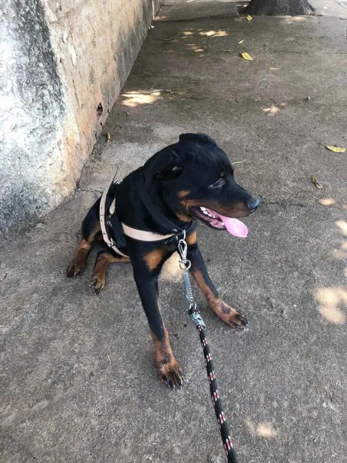 Cachorro ra a Rottweiler  idade 1 ano nome Zeus