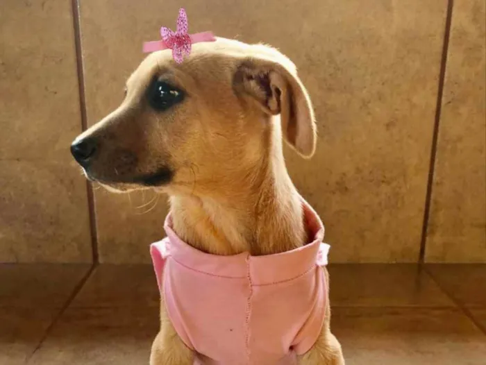 Cachorro ra a Mestiça  idade 2 a 6 meses nome Gaia 