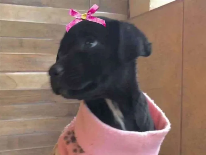 Cachorro ra a Mestiça  idade 2 a 6 meses nome Tina 