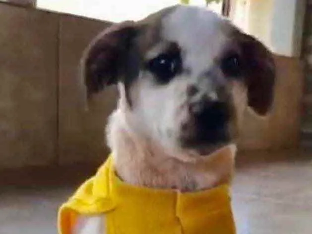 Cachorro ra a Mestiço  idade 2 a 6 meses nome Charlie 