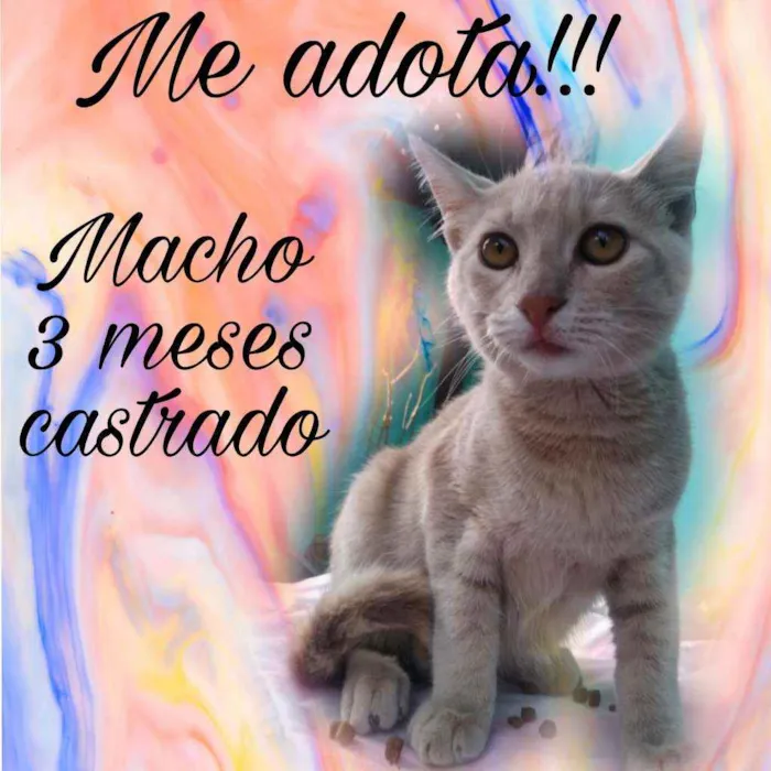 Gato ra a Srd idade 2 a 6 meses nome FÉLIX 