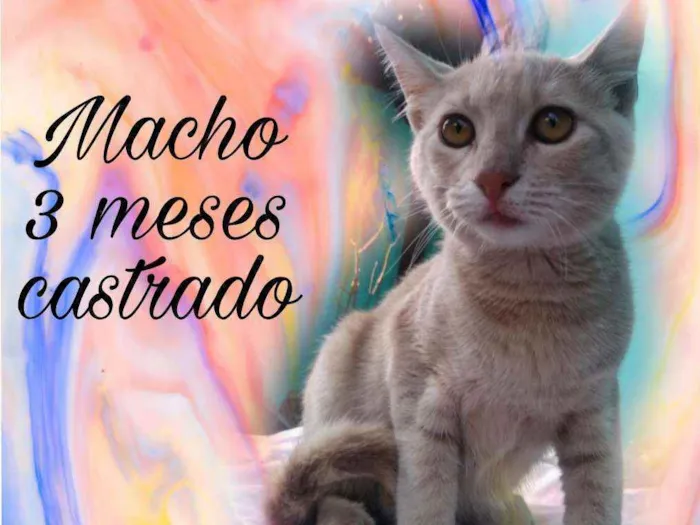 Gato ra a Srd idade 2 a 6 meses nome FÉLIX 